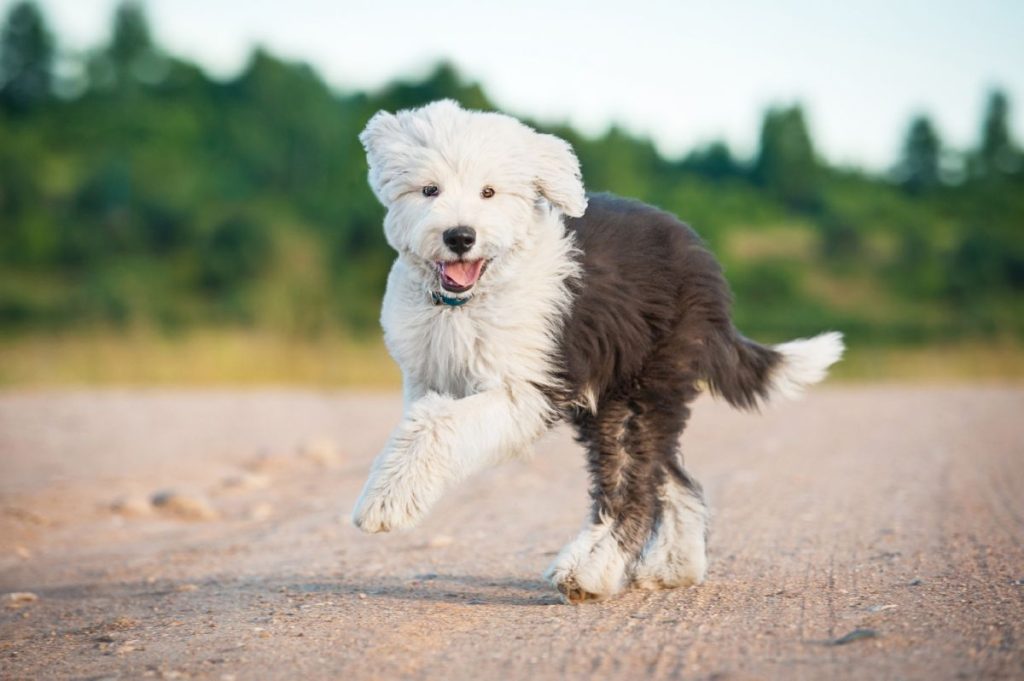 Old English Sheepdog 