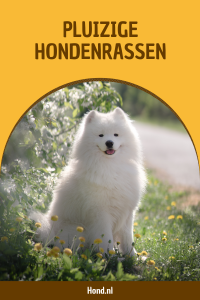Pluizige hondenrassen