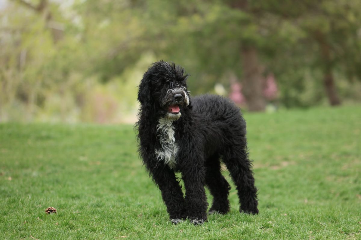 Portugese waterhond 