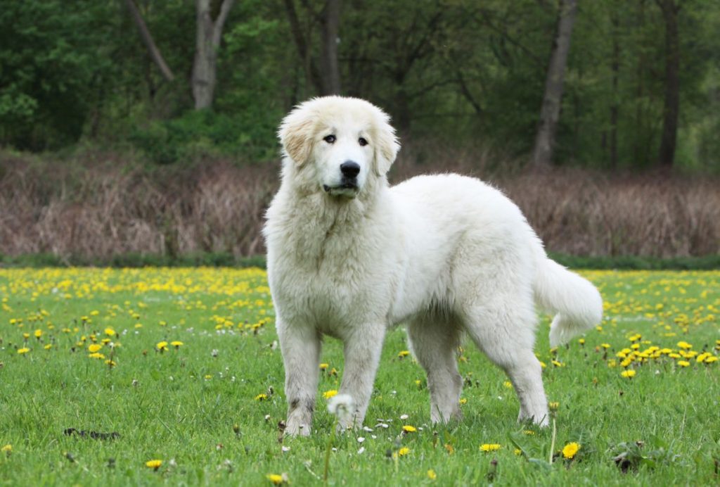 Pyreneese berghond 