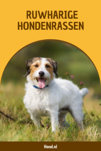Ruwharige hondenrassen