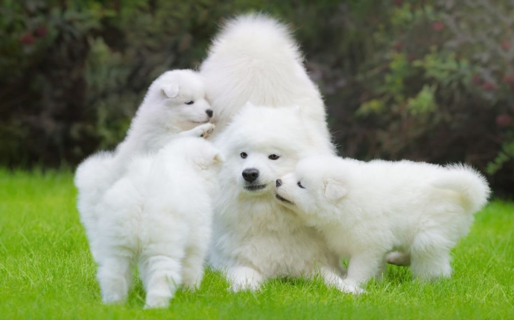 Samoyeed 