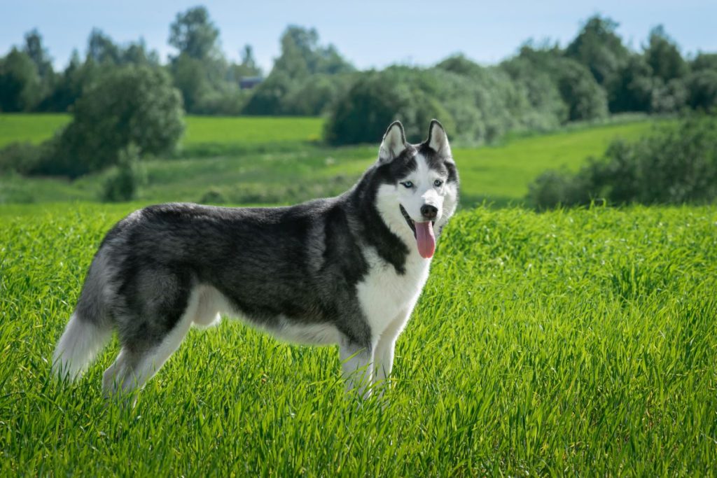 Siberische husky  
