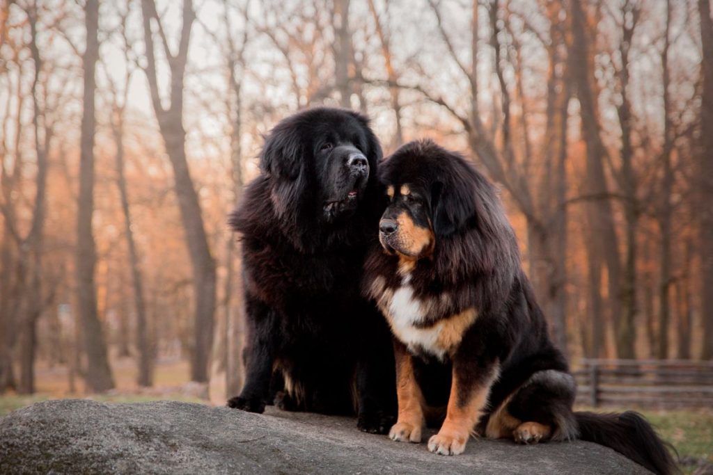 Tibetaanse Mastiff 