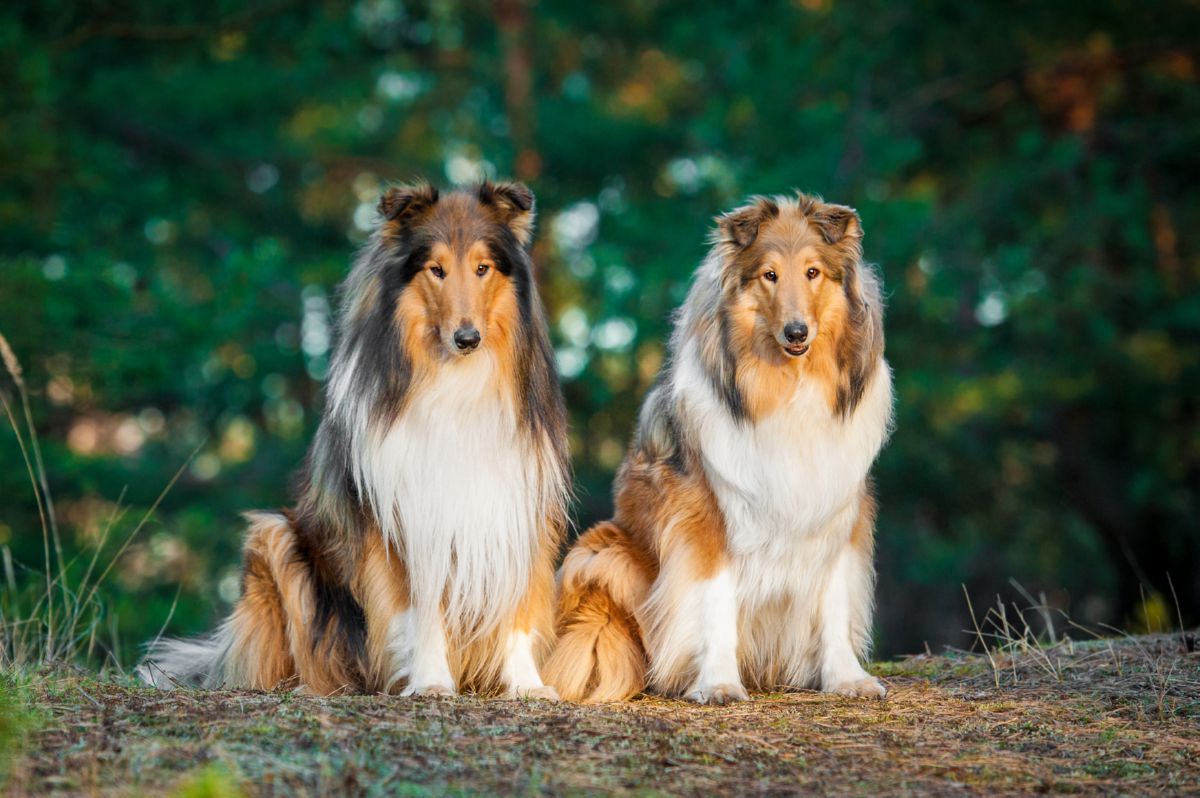 Collie