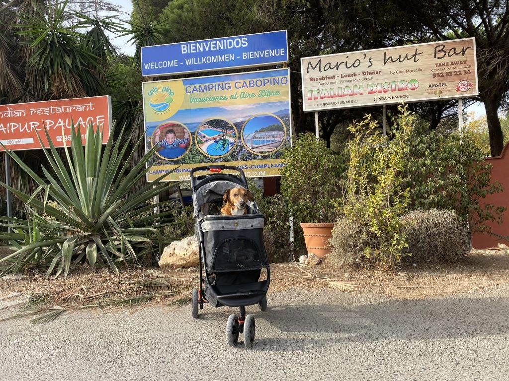 Hond in buggy in spanje