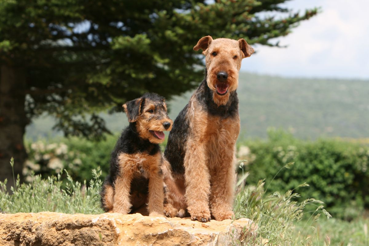 Airedale Terriër 
