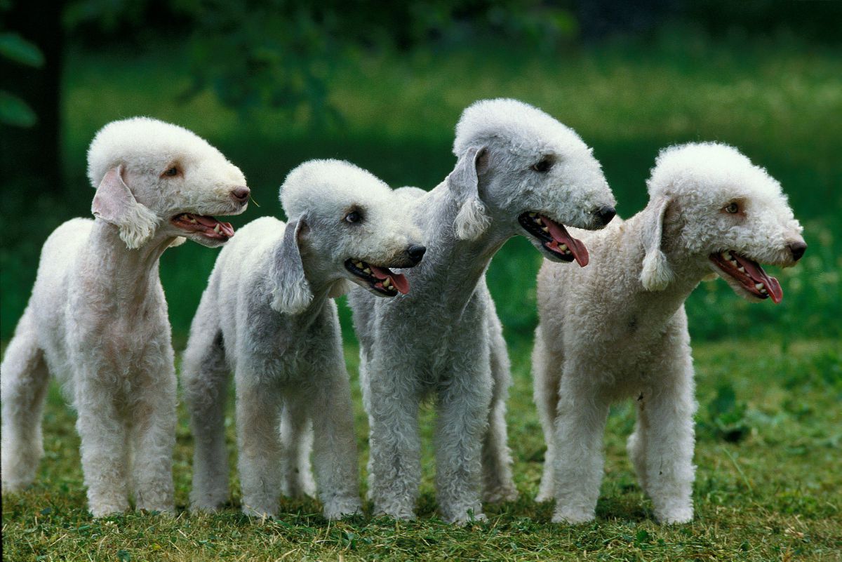 Bedlington Terriër  