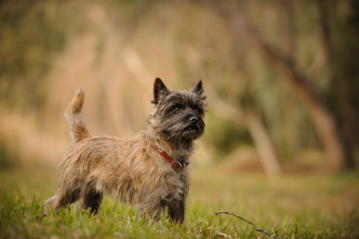 Cairn Terriër 