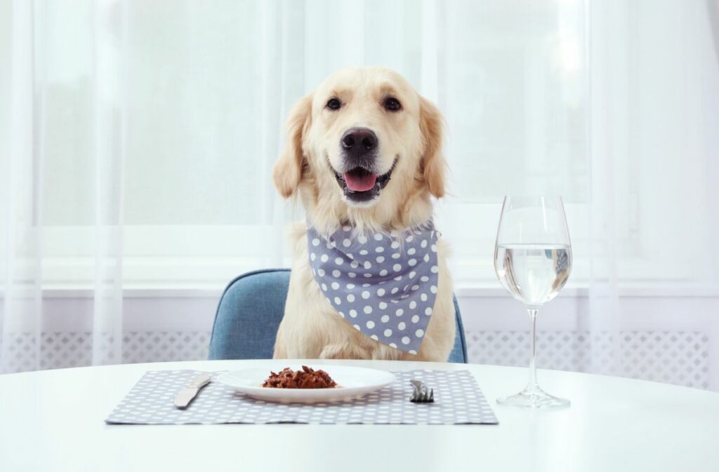 Labrador klaar om te eten aan tafel