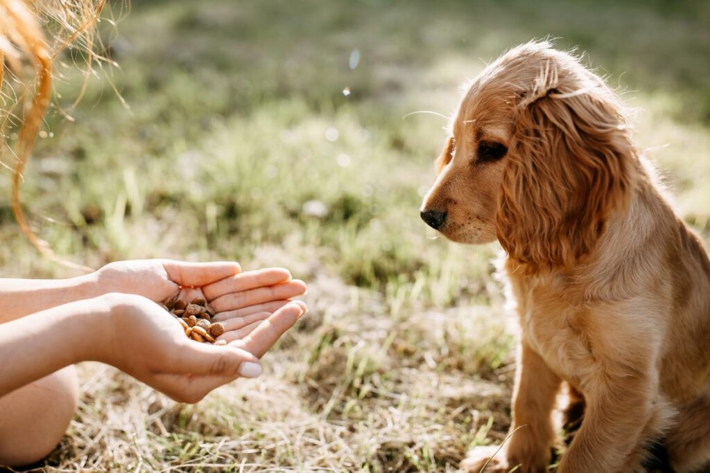 Hond negeert eten