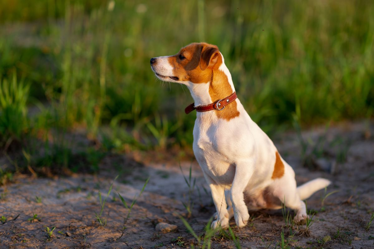 Jack Russell Terriër 