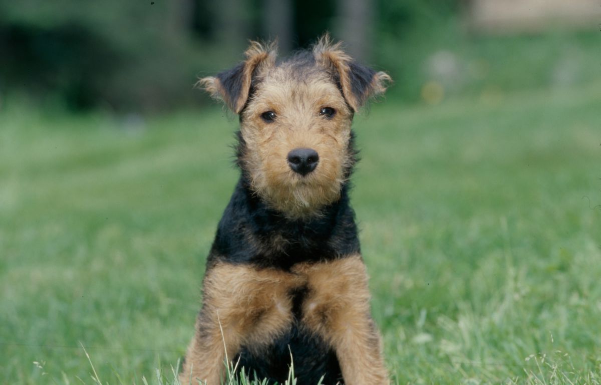 Welsh Terriër 