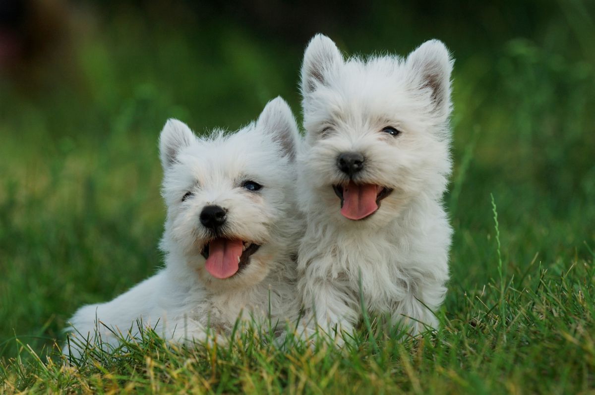 West Highland White Terriër 