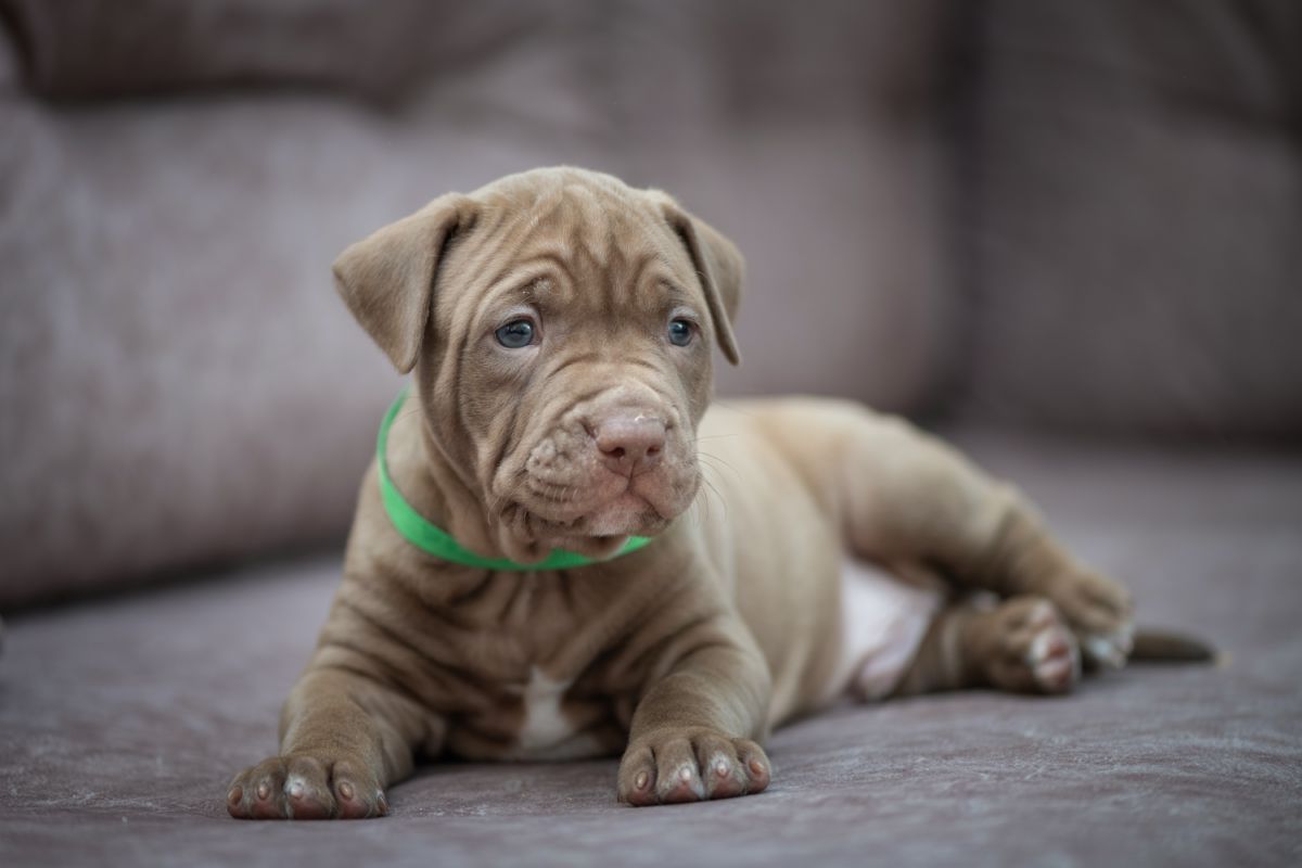American Bulldog