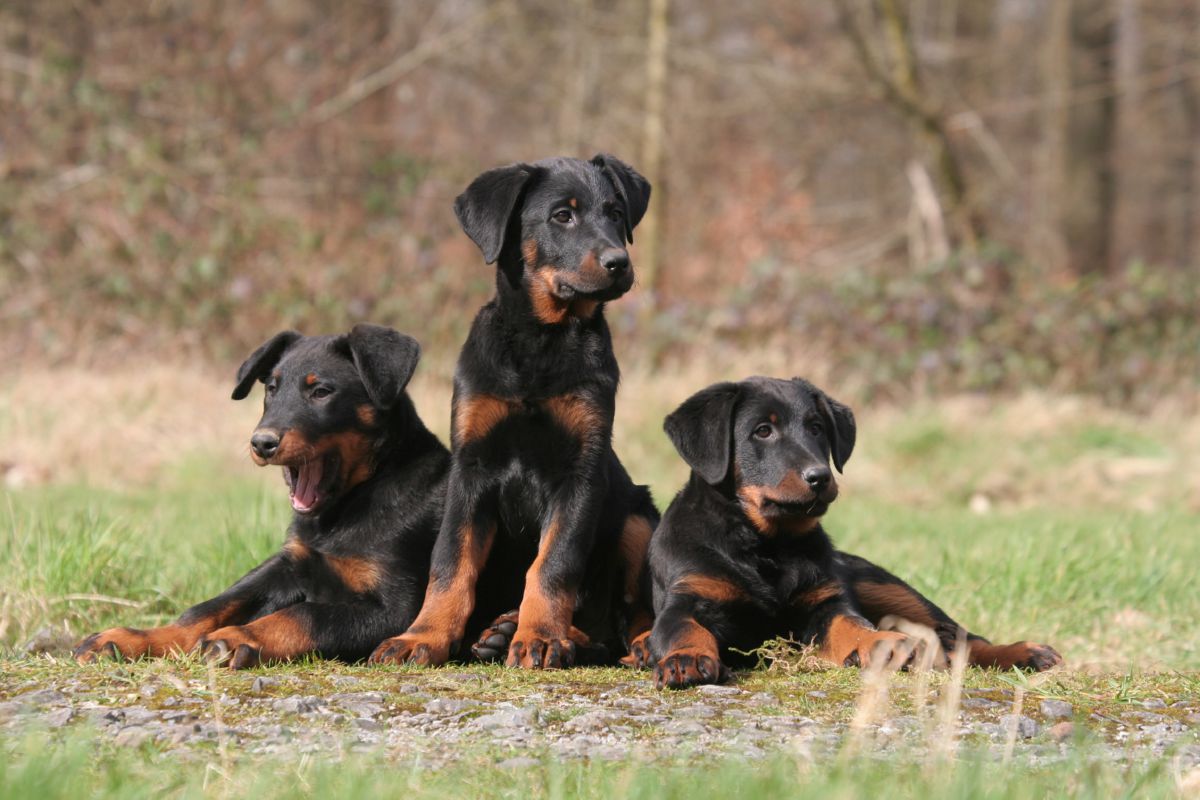Beauceron