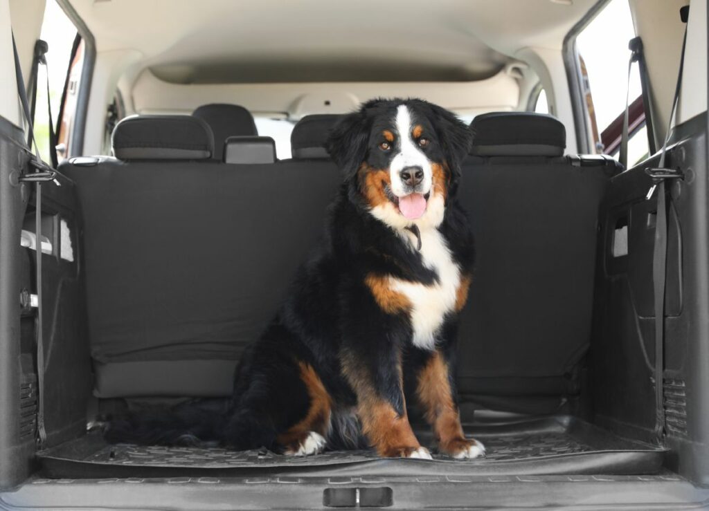 Berner Sennen in auto
