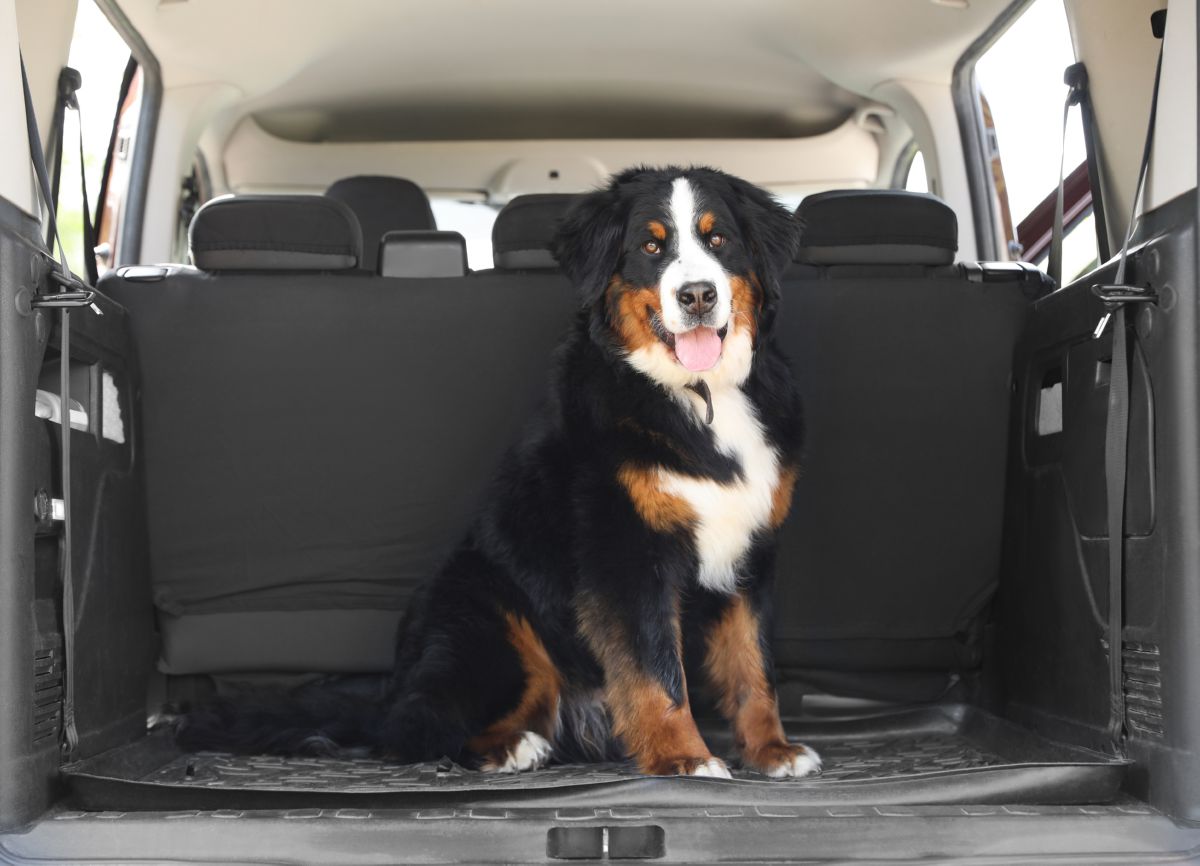 Berner Sennen in auto