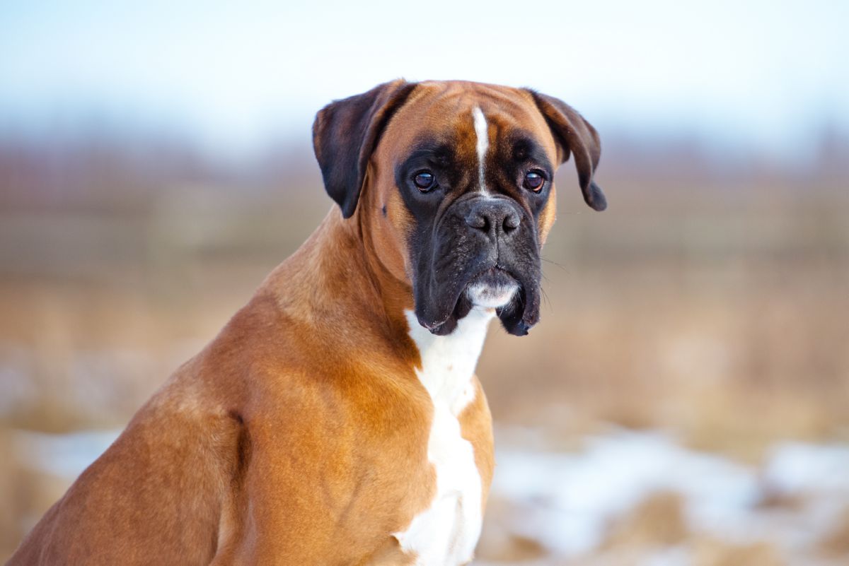Boxer