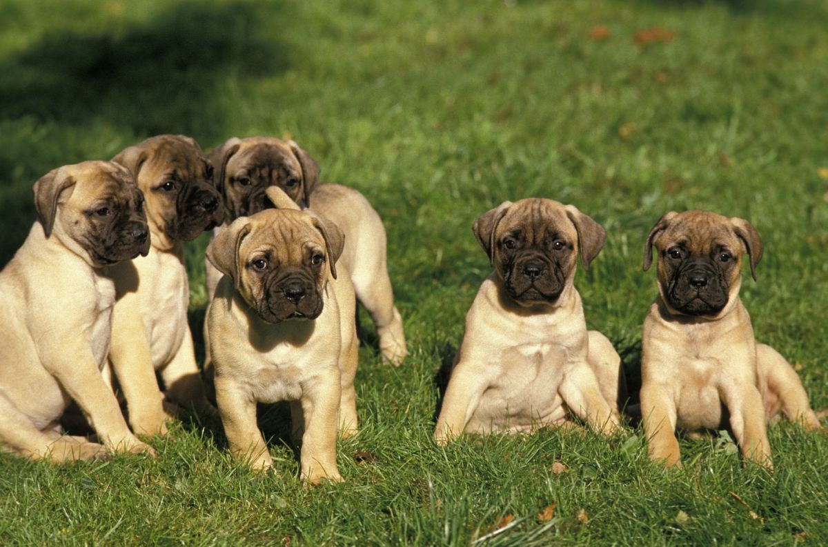 Bullmastiff