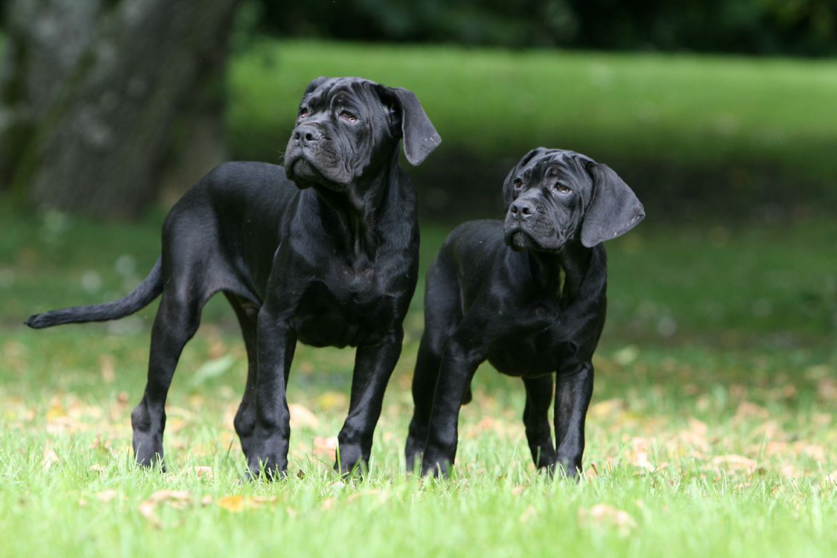Cane Corso
