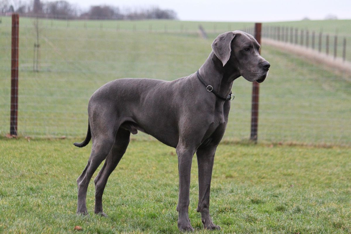Deense Dog