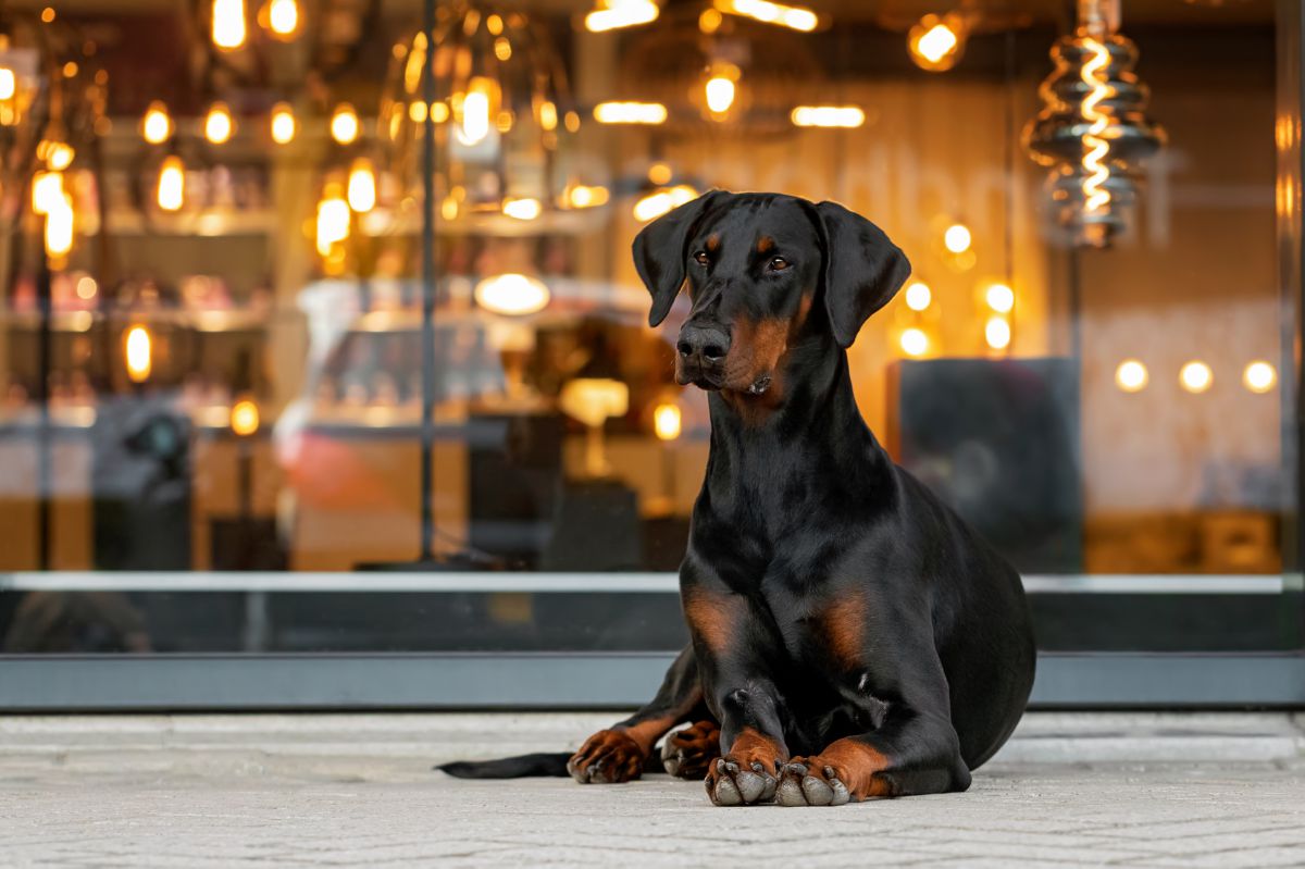 Dobermann Pinscher