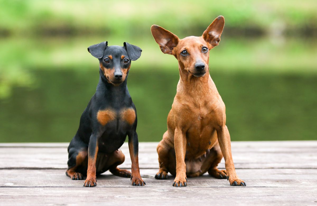 Dwergpinscher