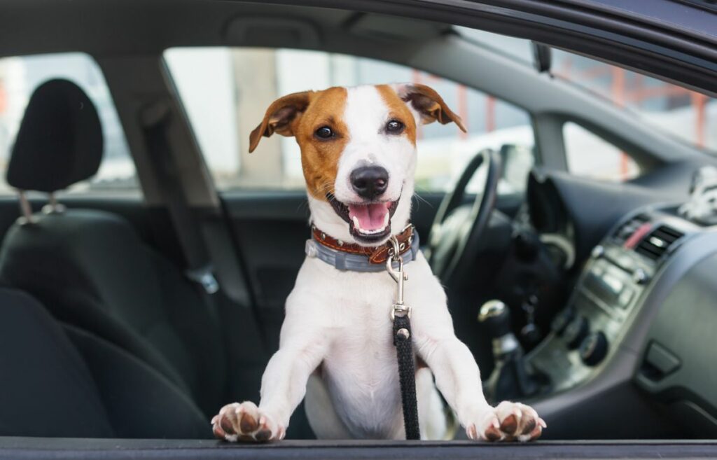 Hond in auto