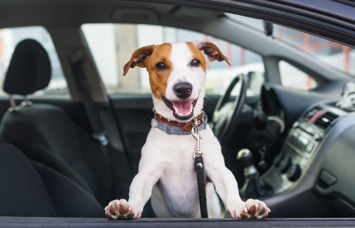 Hond in auto