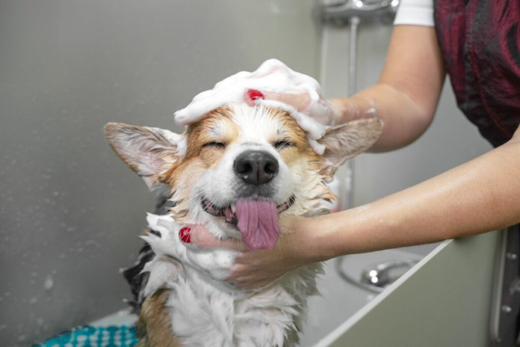 Hond in bad