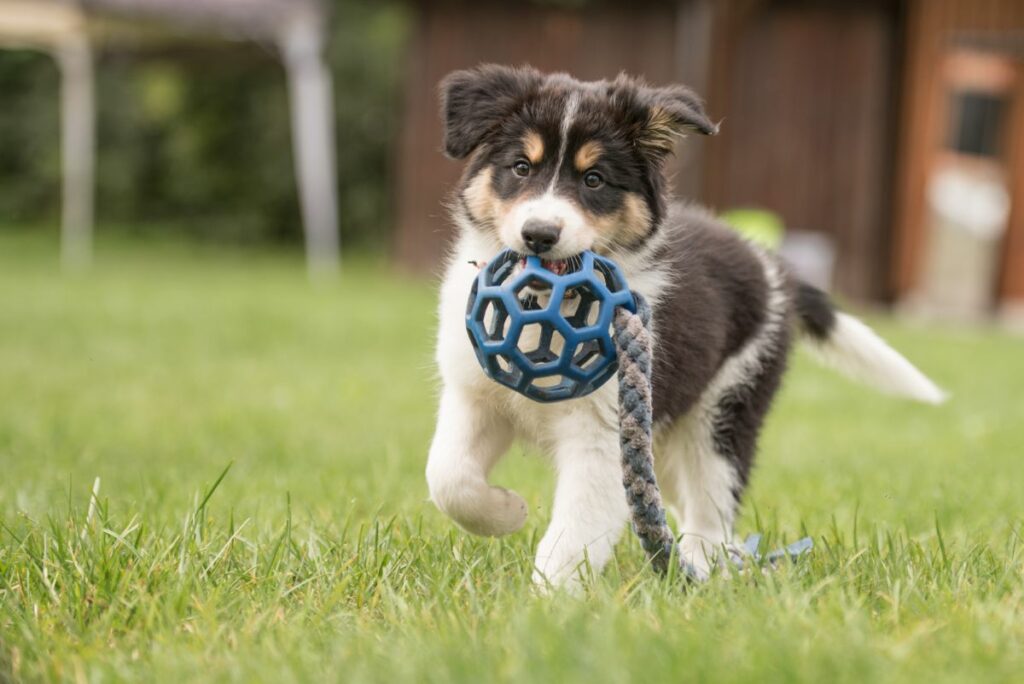 Puppy luistert niet