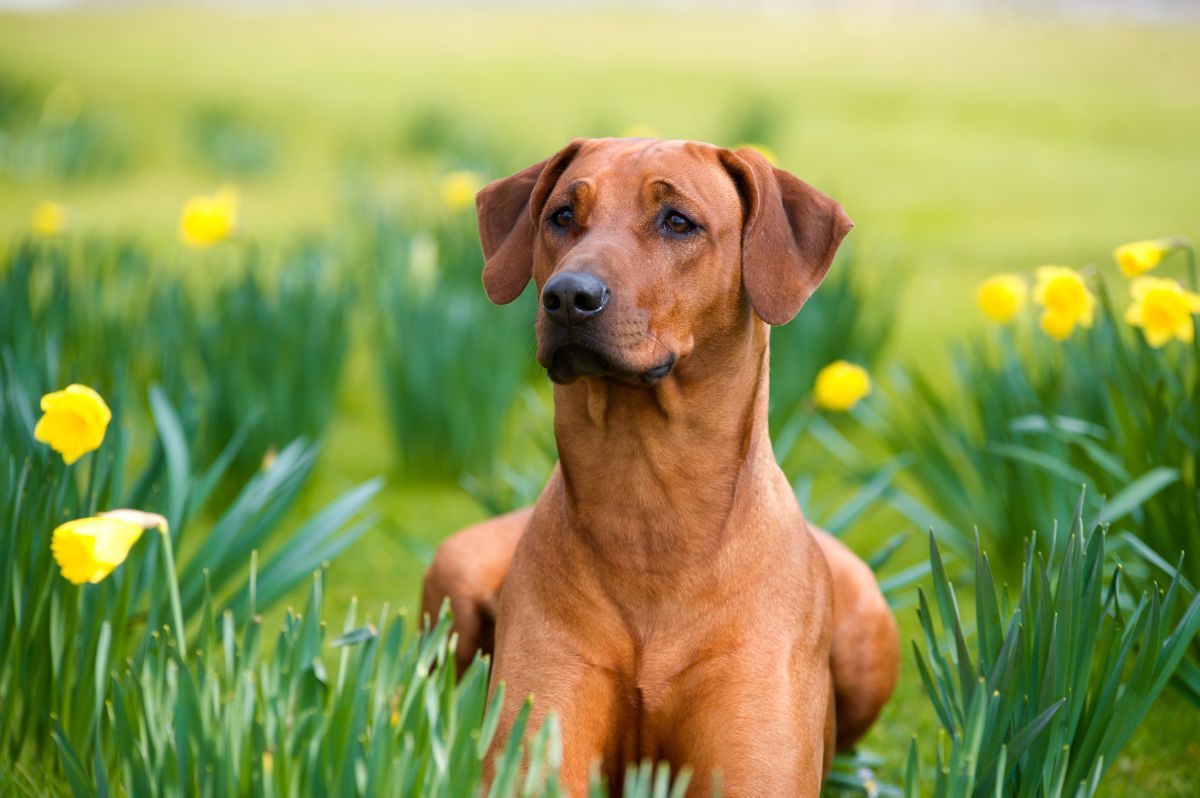 Rhodesian Ridgeback