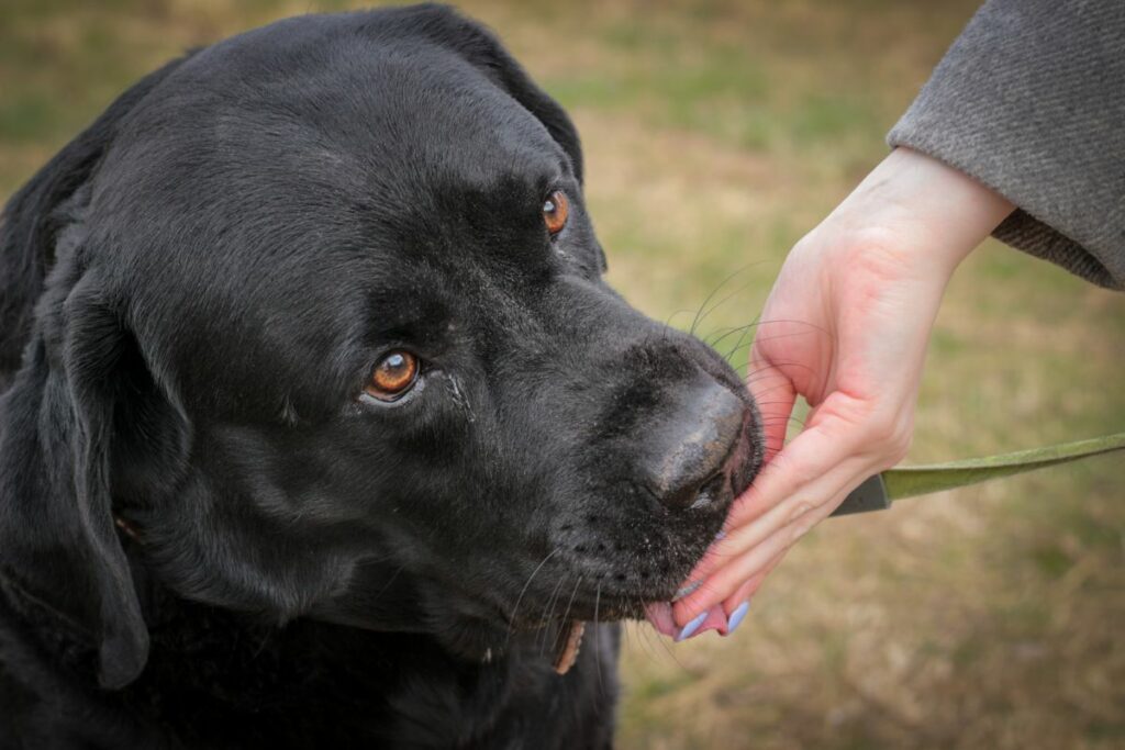Hond eet