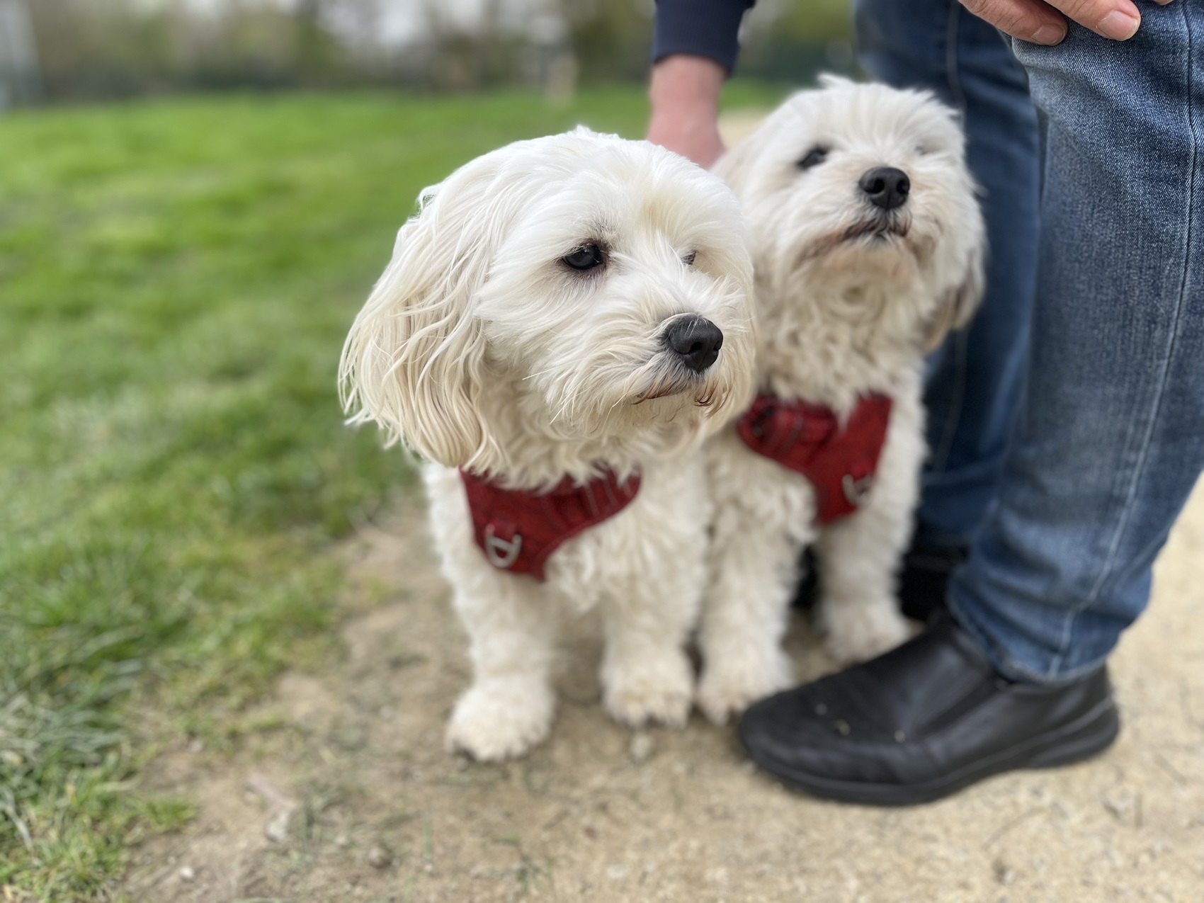 Maltipoo's