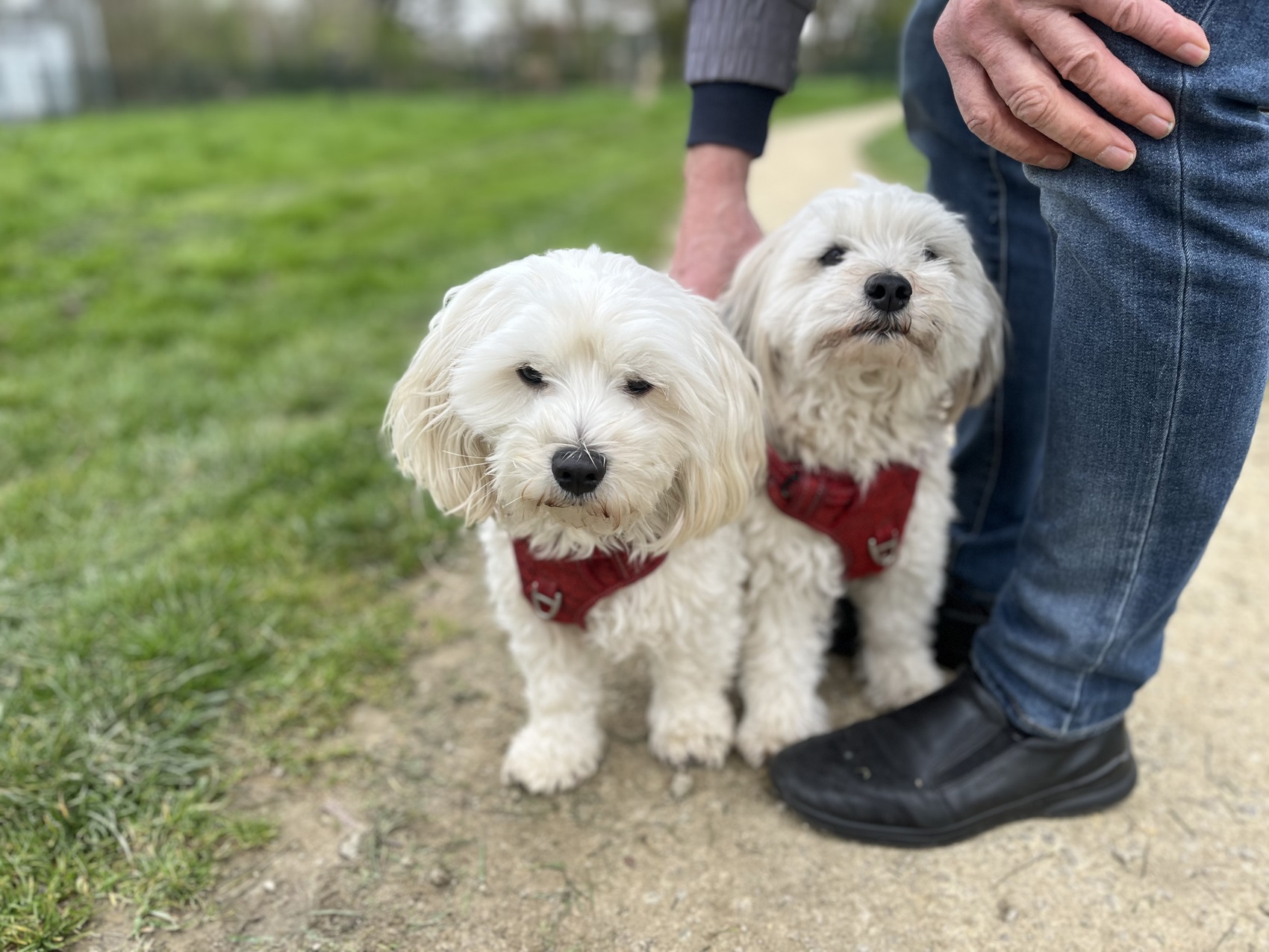 Twee witte Maltipoo's