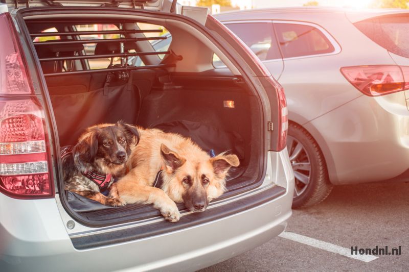 Ongunstig Nadeel Zending 7 beste hondenrekken voor in de auto - Hond.nl