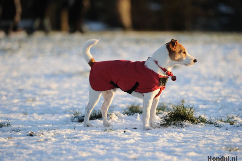 Overredend Eenheid uitbreiden Hondenjas voor de winter (vanaf 14,23 tot 79,95) - Hond.nl