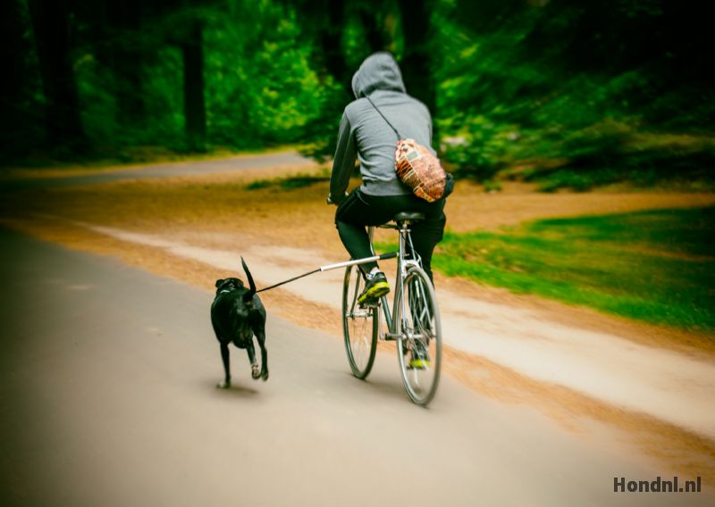 geur Middeleeuws Traditie 4 manieren om je hond mee te nemen op de fiets - Hond.nl