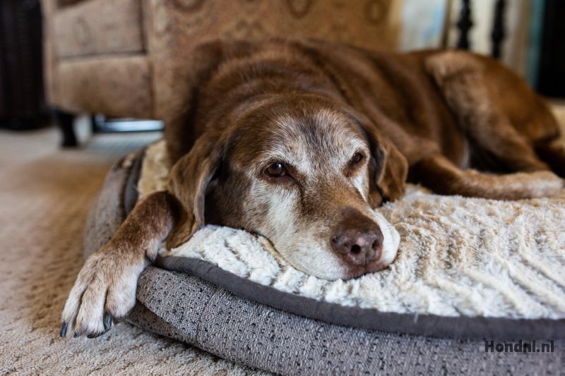 https://hond.nl/wp-content/uploads/2020/02/oude-hond-ligt.jpeg