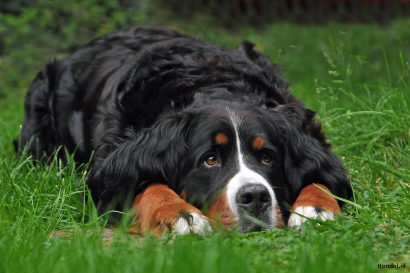 Top 10 Berner Sennen Kruisingen Honden Soorten Hond Nl | Hot Sex Picture
