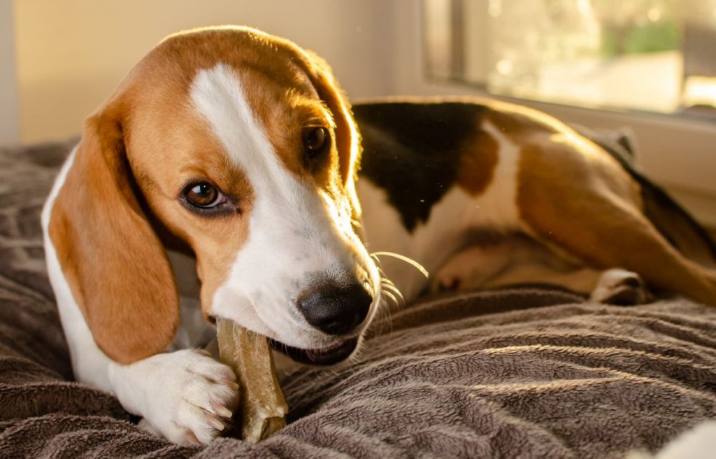 Beagle eet hondensnack